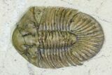 Spiny Scabriscutellum Trilobite - Rare Type #108752-2